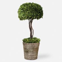  60095 - Tree Topiary Preserved Boxwood